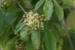 Pittosporum neelgherrense
